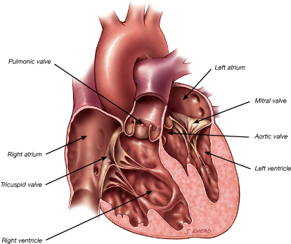 Anatomie du coeur - Chirurgiens Cardiaques Associés à Caen