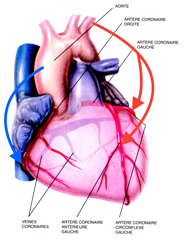 Schéma pontages Coronaires - Chirurgiens Cardiaques Associés à Caen